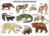Плакат. Животные северной америки