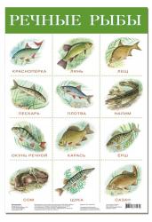 Плакат.Речные рыбы