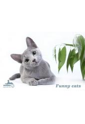 Набор открыток "Funny cats" (17 открыток)